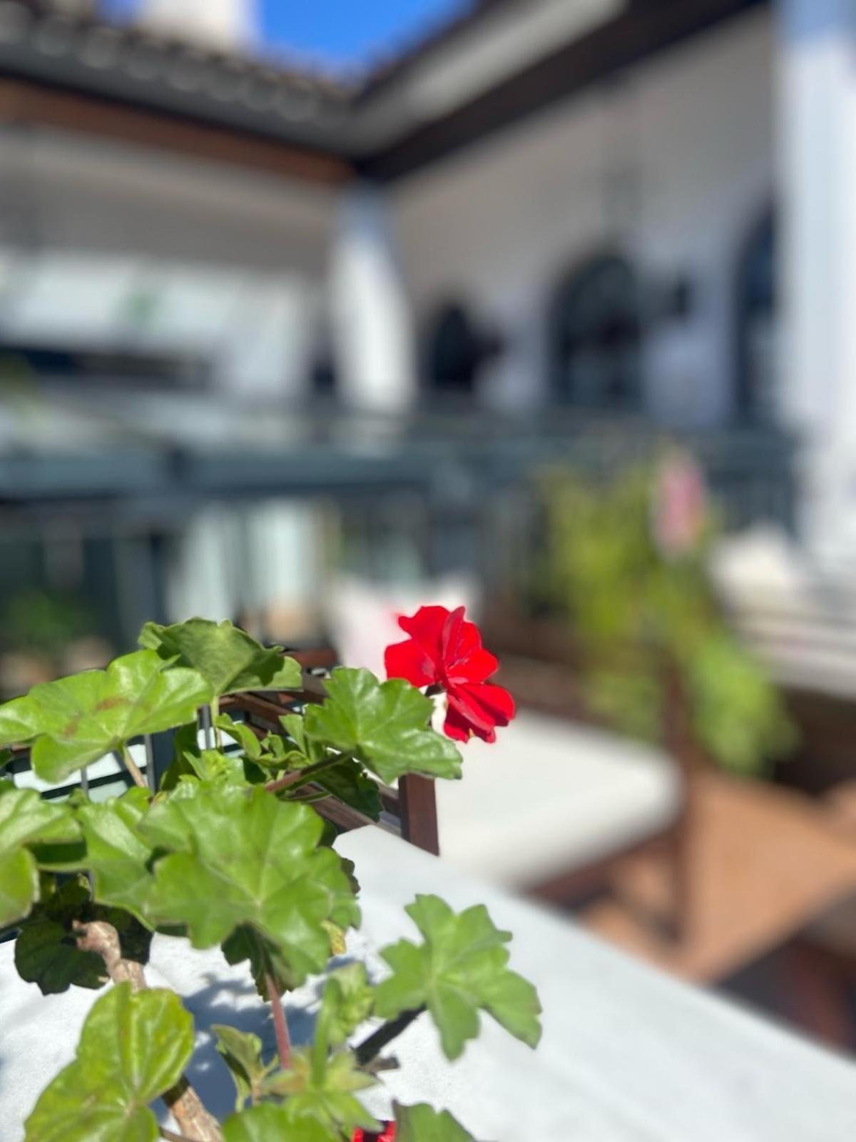 La Gitanilla Alojamiento & Encanto Jerez เฮเรซ เด ลาฟรอนเตรา ภายนอก รูปภาพ